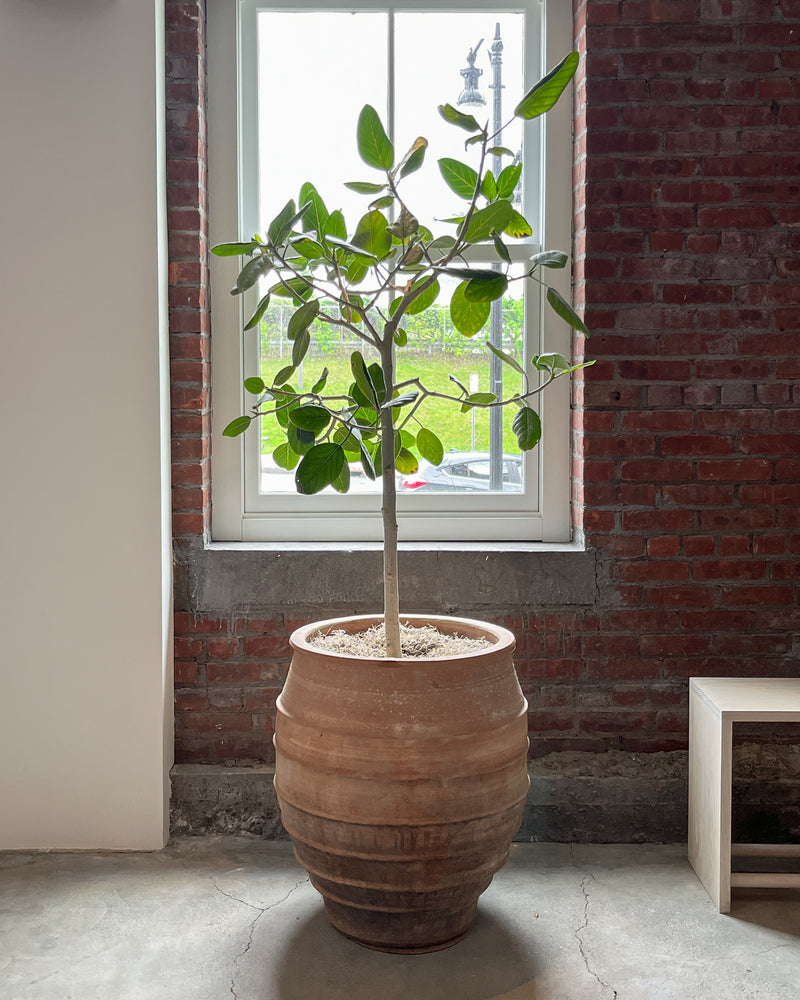 Antique Terra Cotta Planters with Ficus Audrey