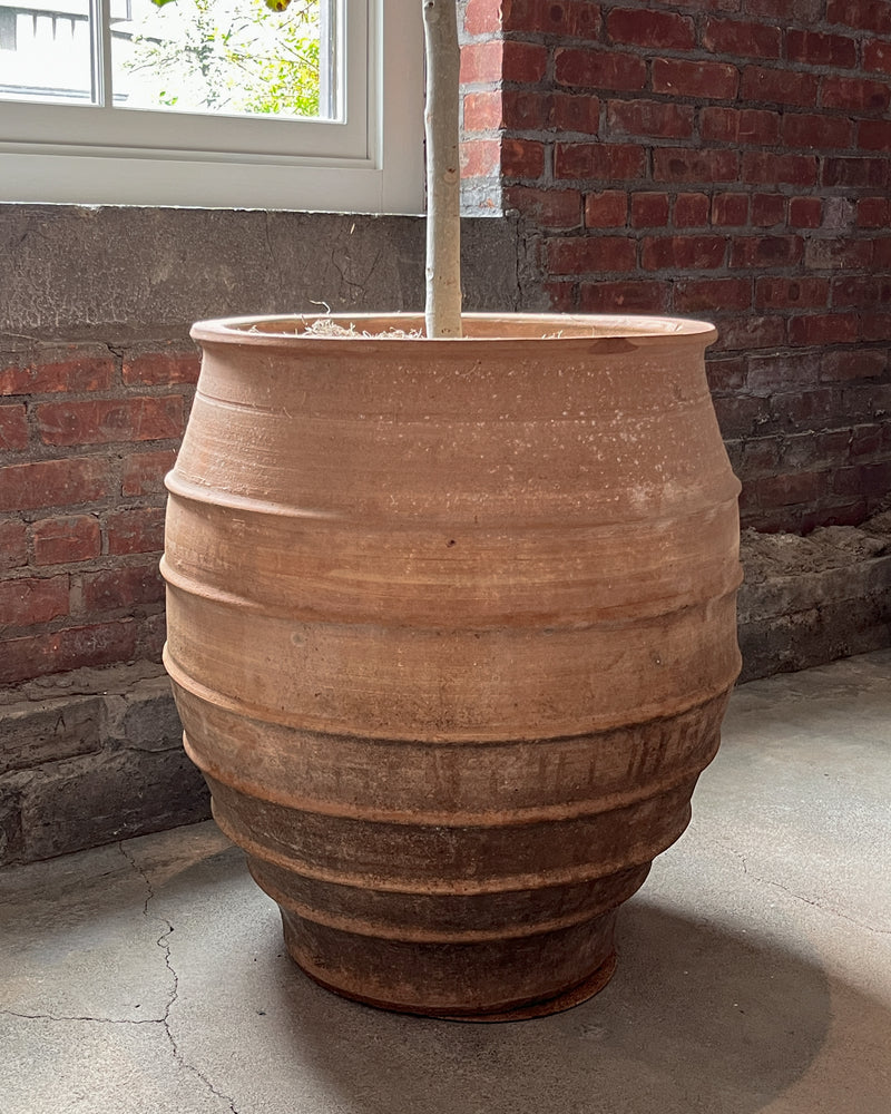 Antique Terra Cotta Planters with Ficus Audrey